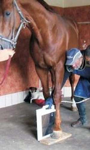 Raio x veterinário	 Raio x veterinário